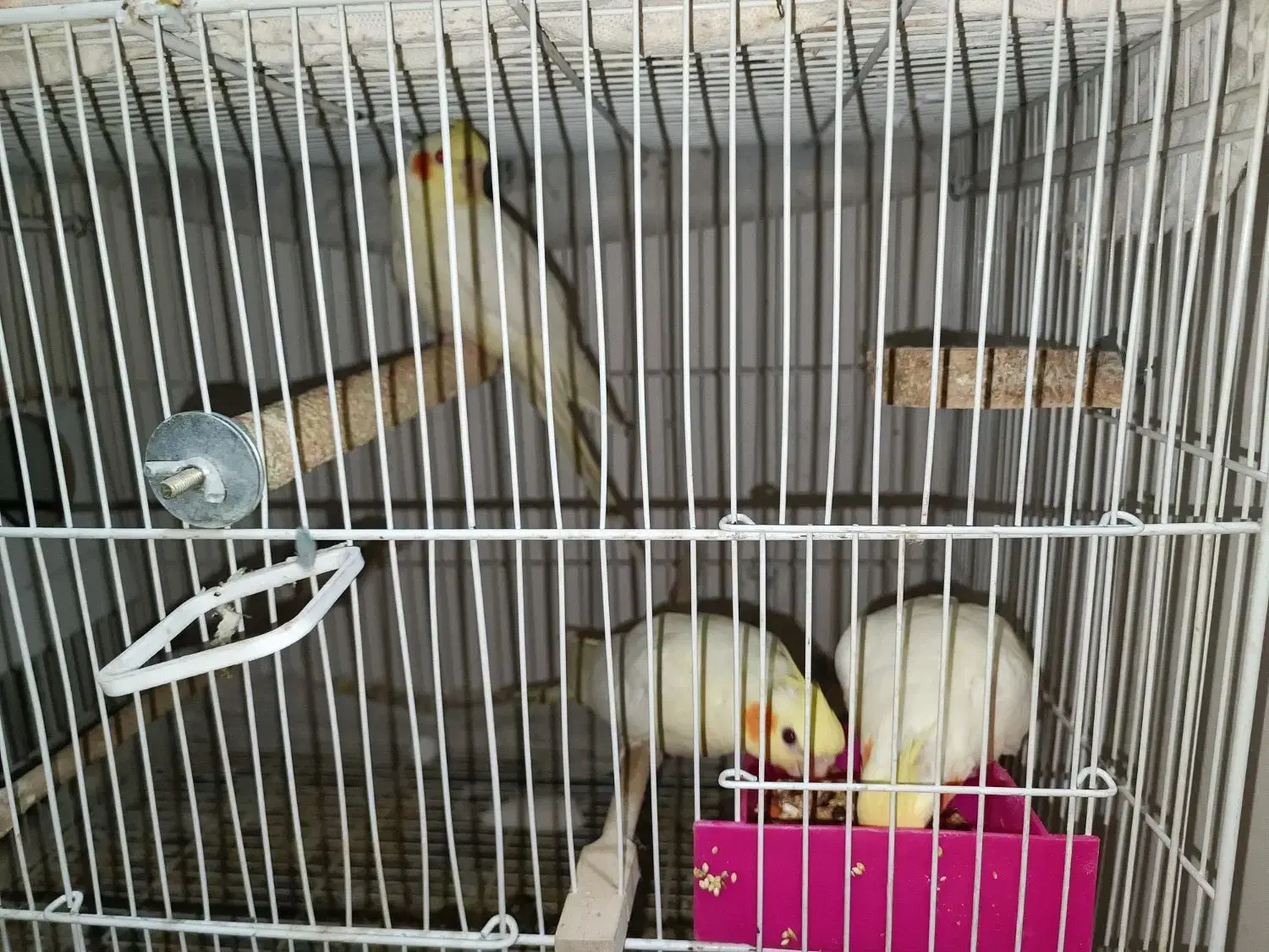 جوجه عروس هلندی ۲ماهه|پرنده|مشهد, گلبرگ شمالی|دیوار