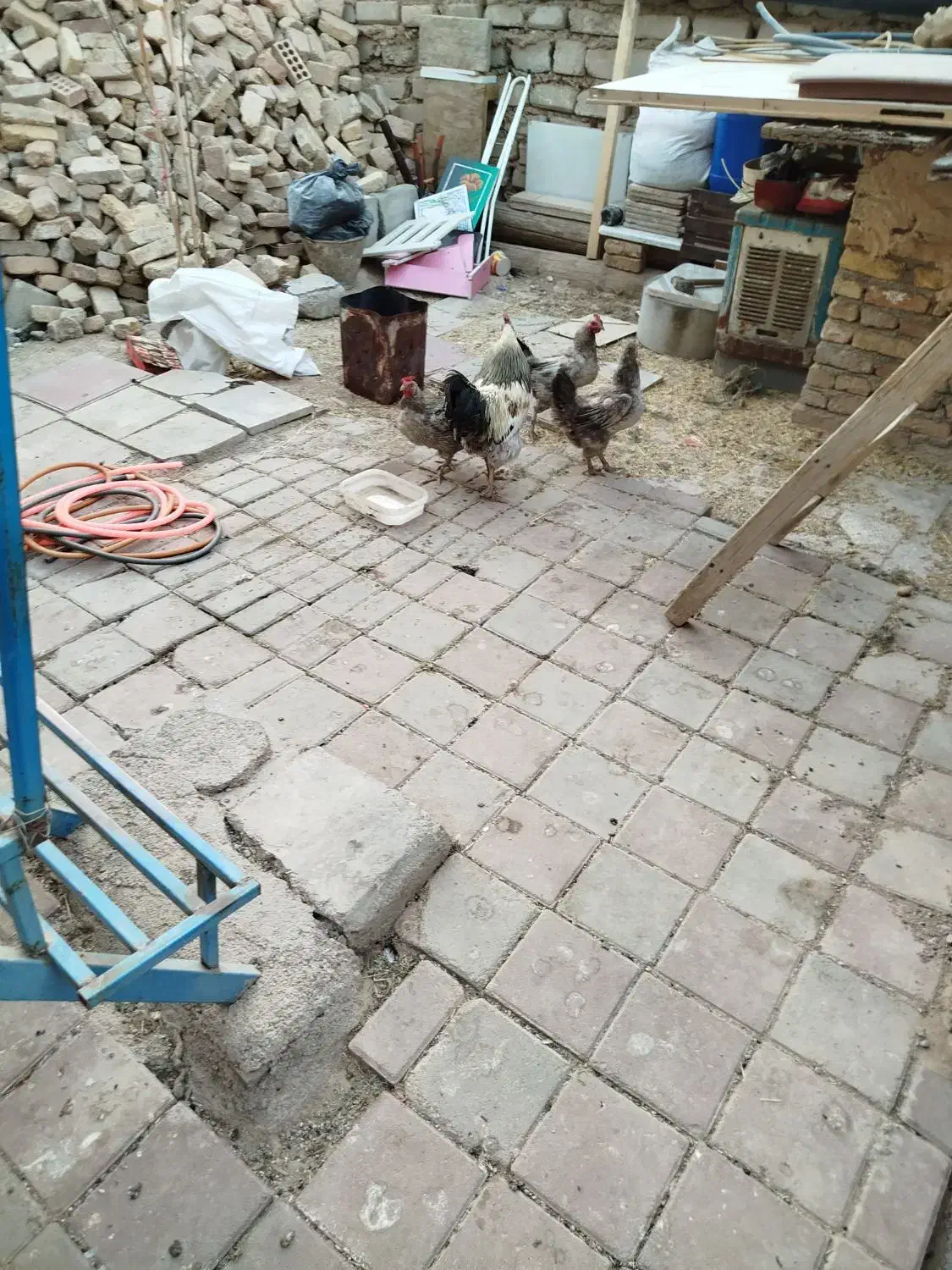 مرغ و خروس محلی|حیوانات مزرعه|قرچک, محمد آباد|دیوار