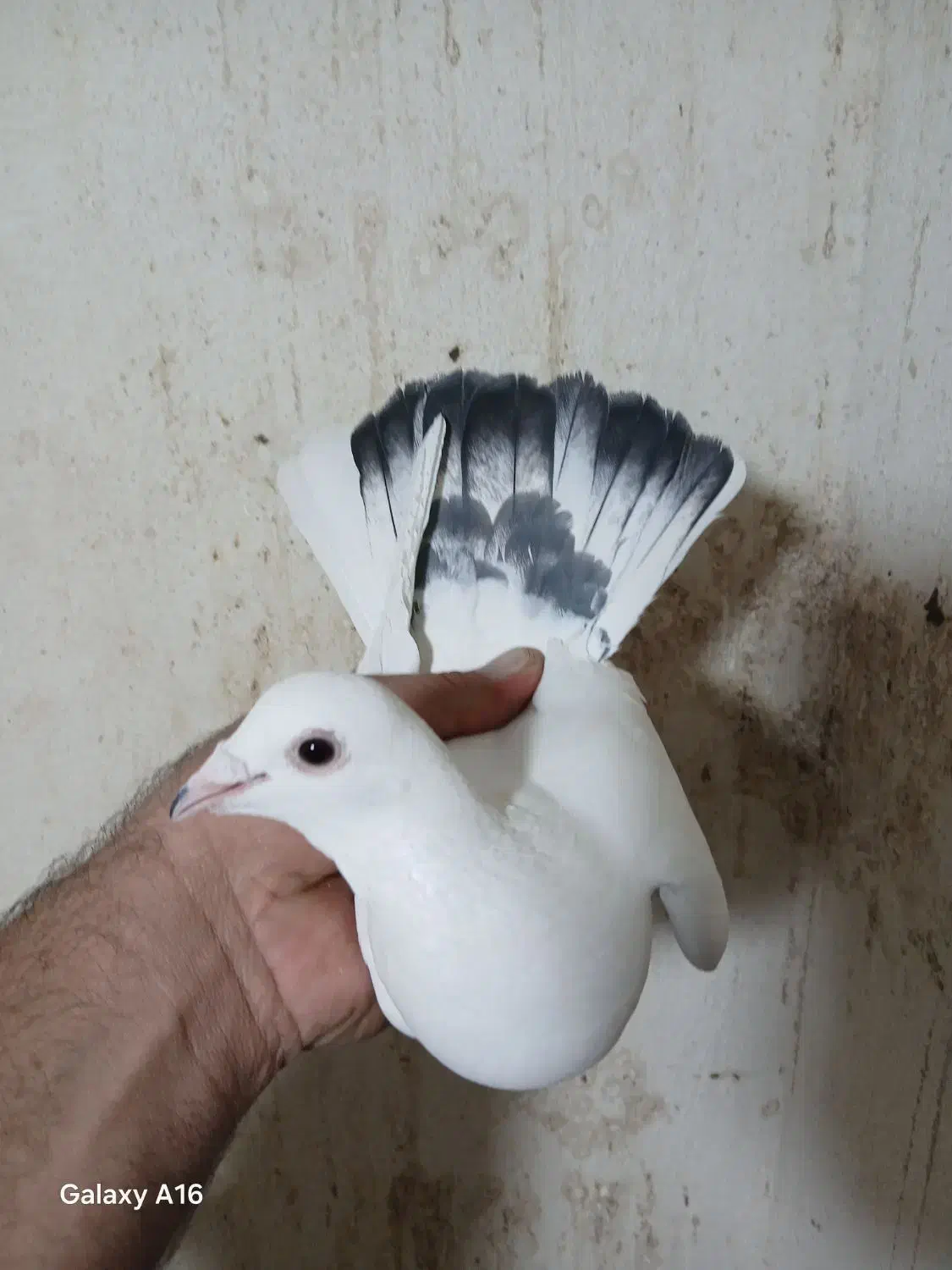 کبوتر غریبگیری|پرنده|کرج, حصارک بالا|دیوار