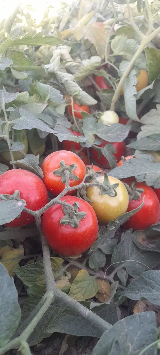 گوجه|خوردنی و آشامیدنی|شوش, |دیوار
