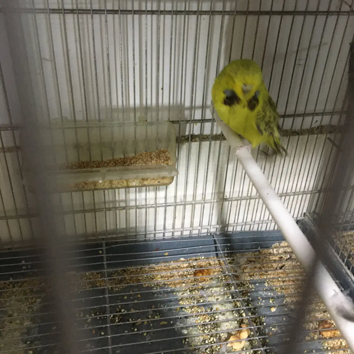 انگلیسی گرید a|پرنده|سنندج, |دیوار