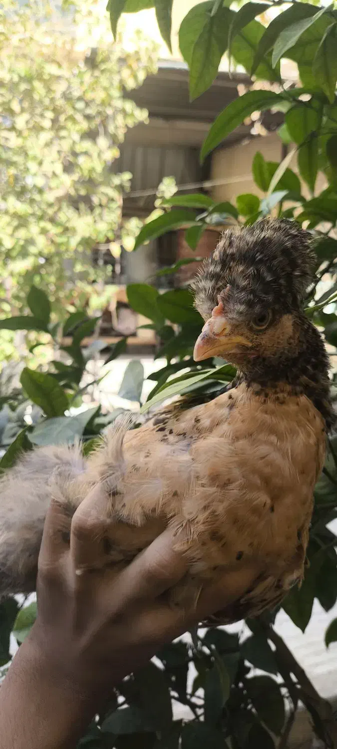 جوجه مرغ محلی|حیوانات مزرعه|اصفهان, کشاورزی|دیوار