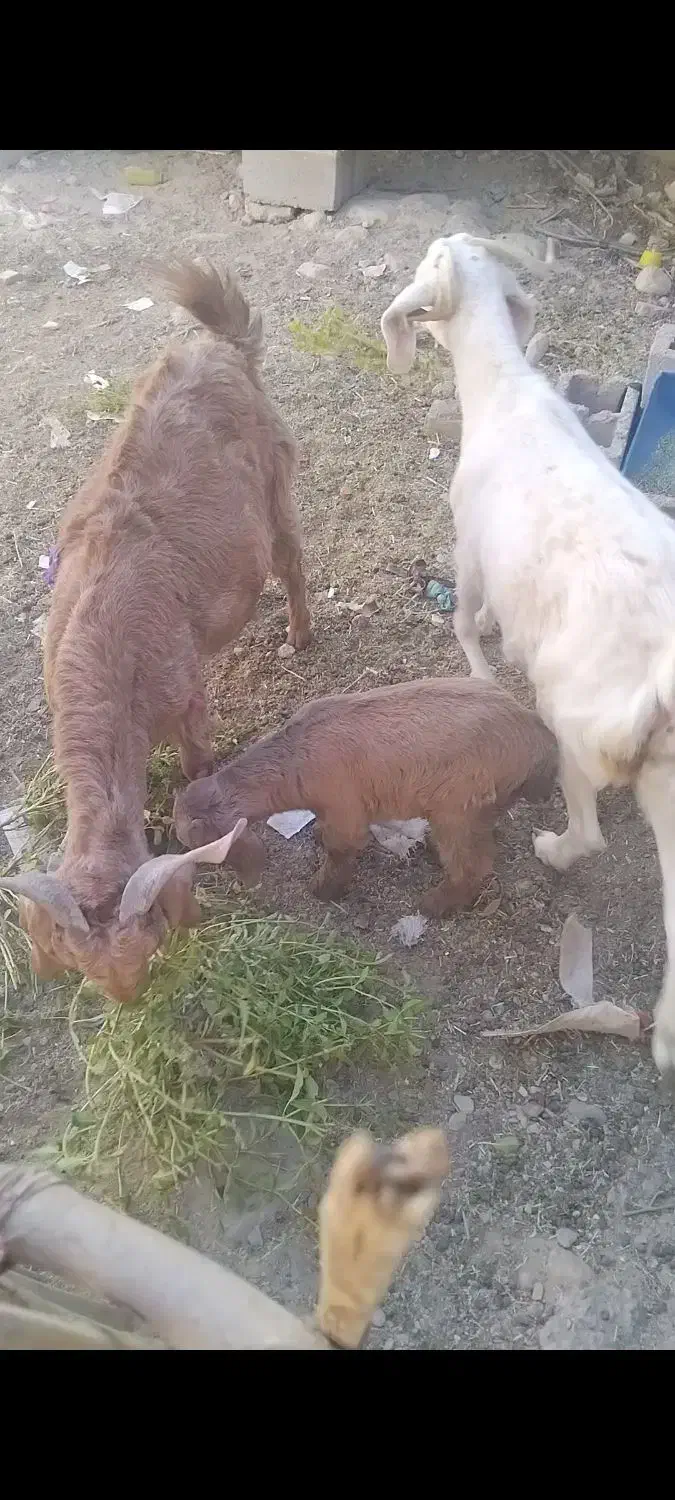 فروش فوری قیمت مناسب|حیوانات مزرعه|پسکوه, |دیوار