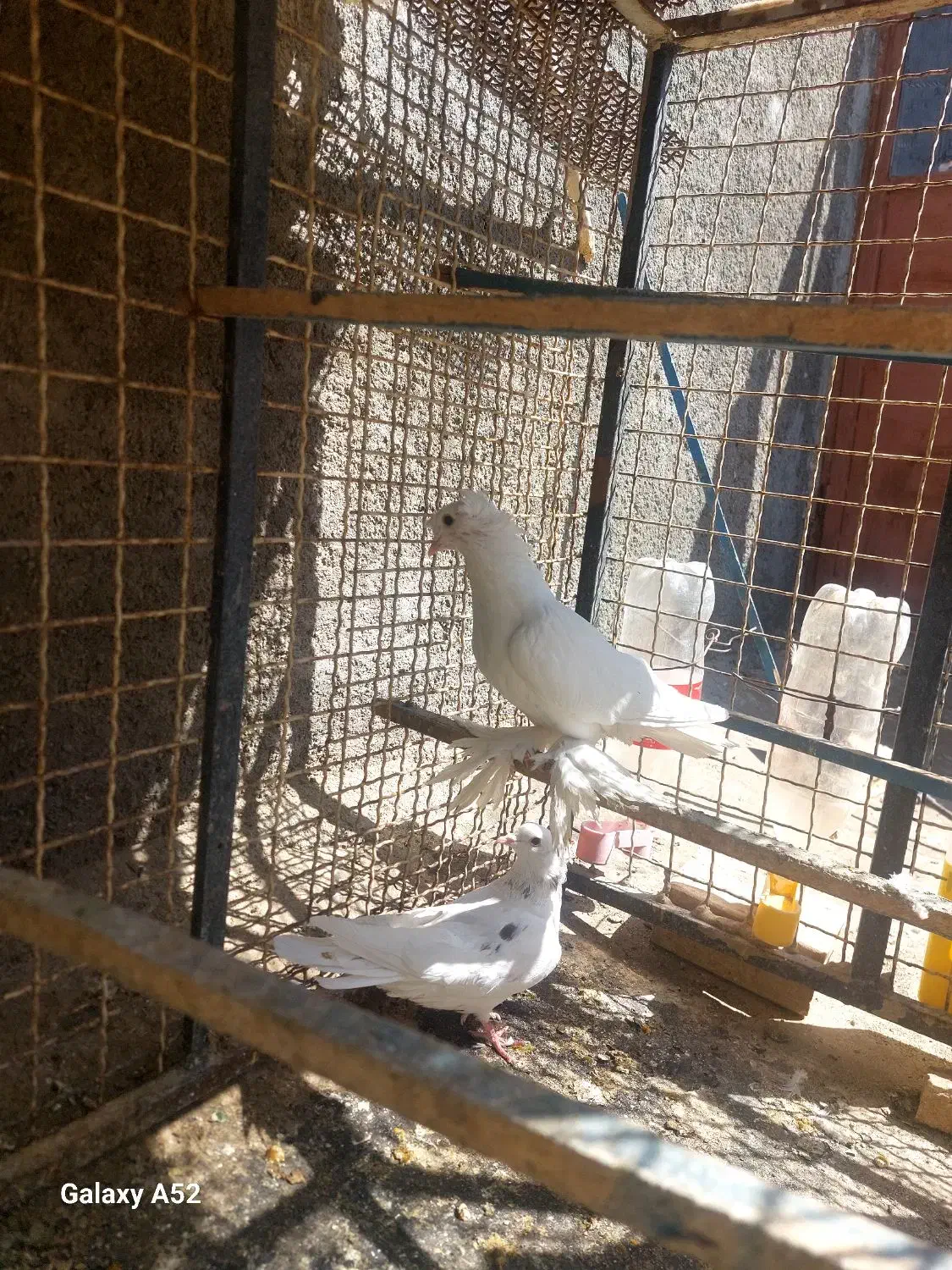 کبوتر زینتی|پرنده|فردوس (خراسان), |دیوار