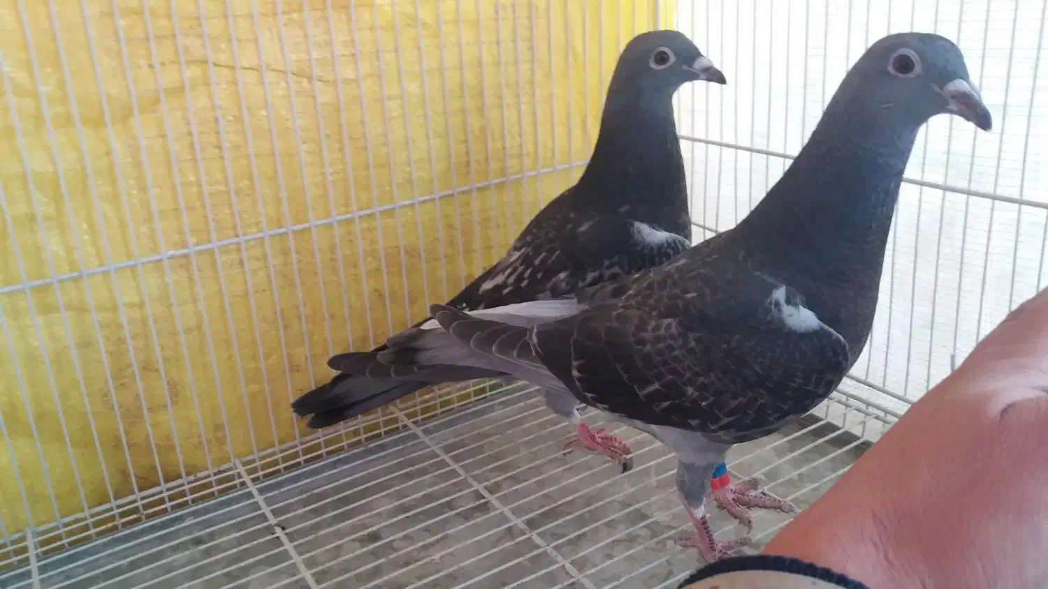 پلاکی|حیوانات|مشهد, هفده شهریور|دیوار