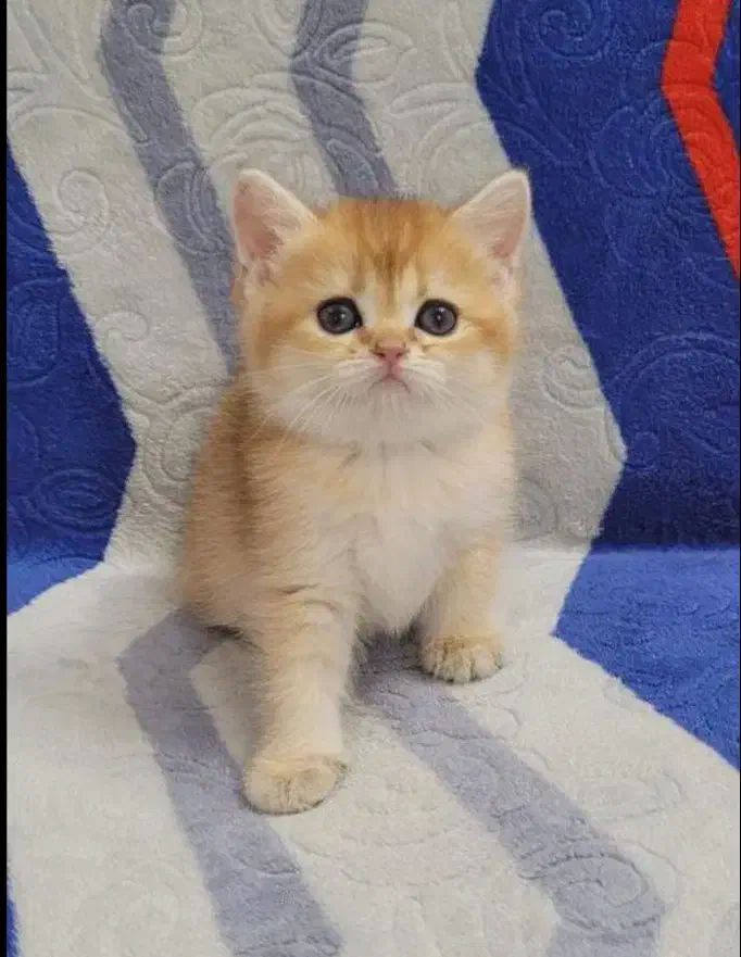 اسکاتیش وبریتیش بلو وگلد|گربه|شیراز, معالیآباد|دیوار