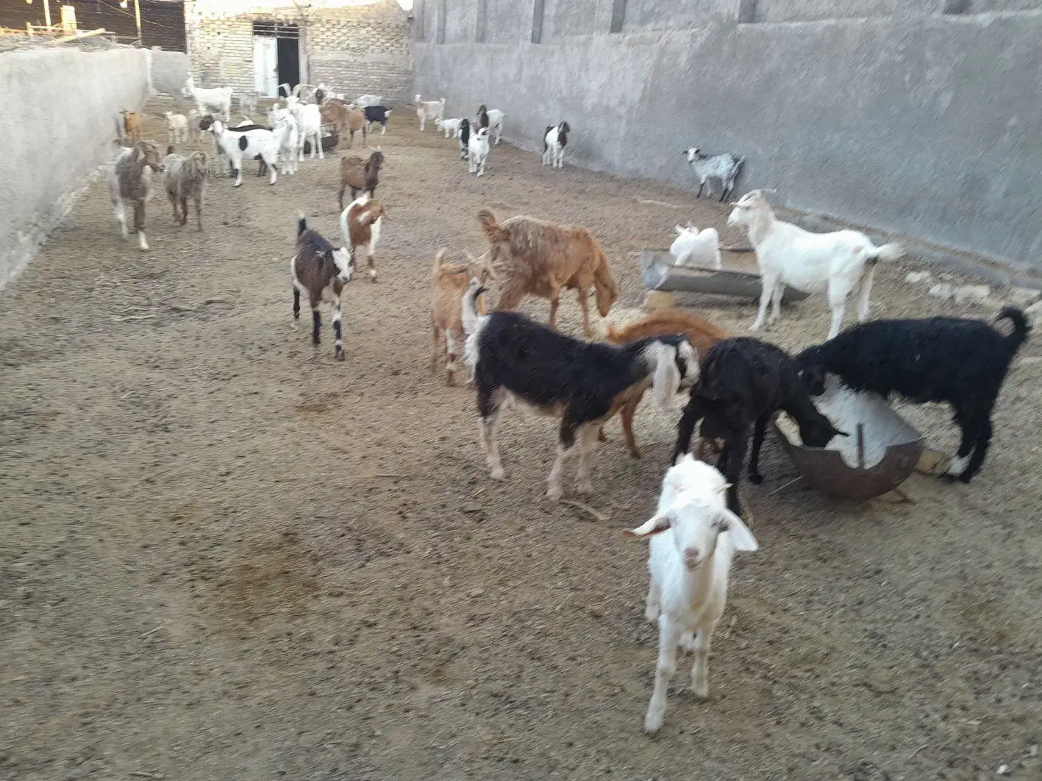 گوسفنده فروشی|حیوانات مزرعه|کاشان, دشت لتحر|دیوار