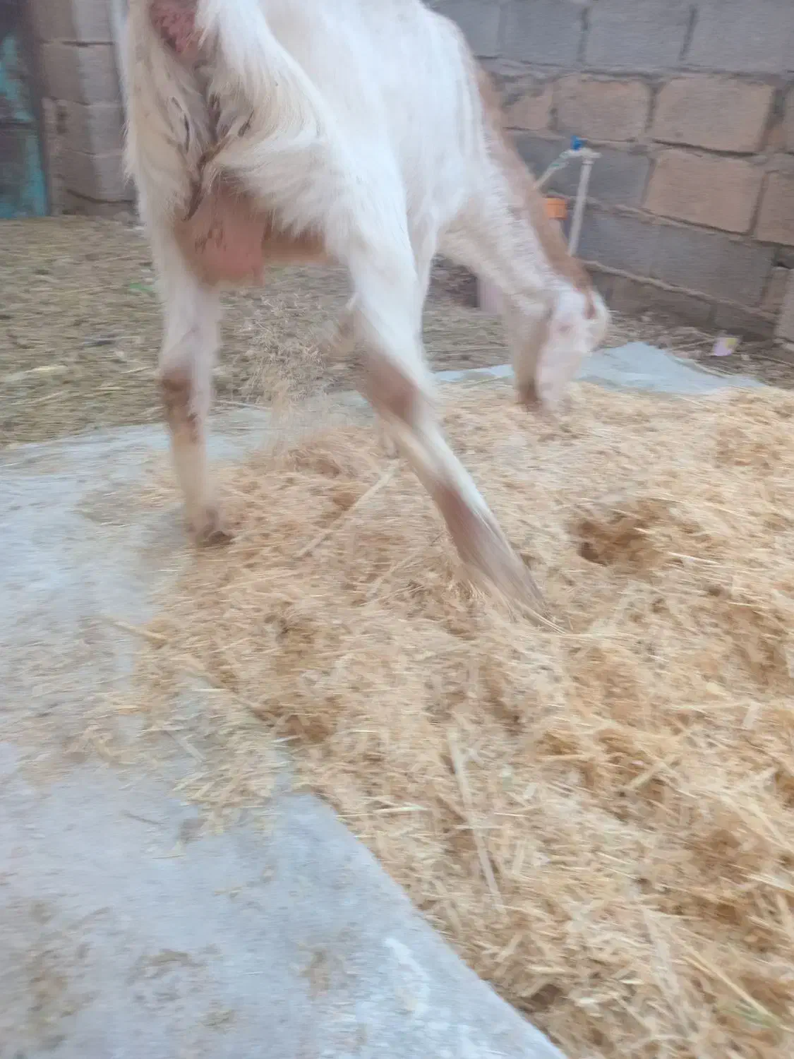 سلام گیسه  با دو کهره|حیوانات مزرعه|کرمان, |دیوار