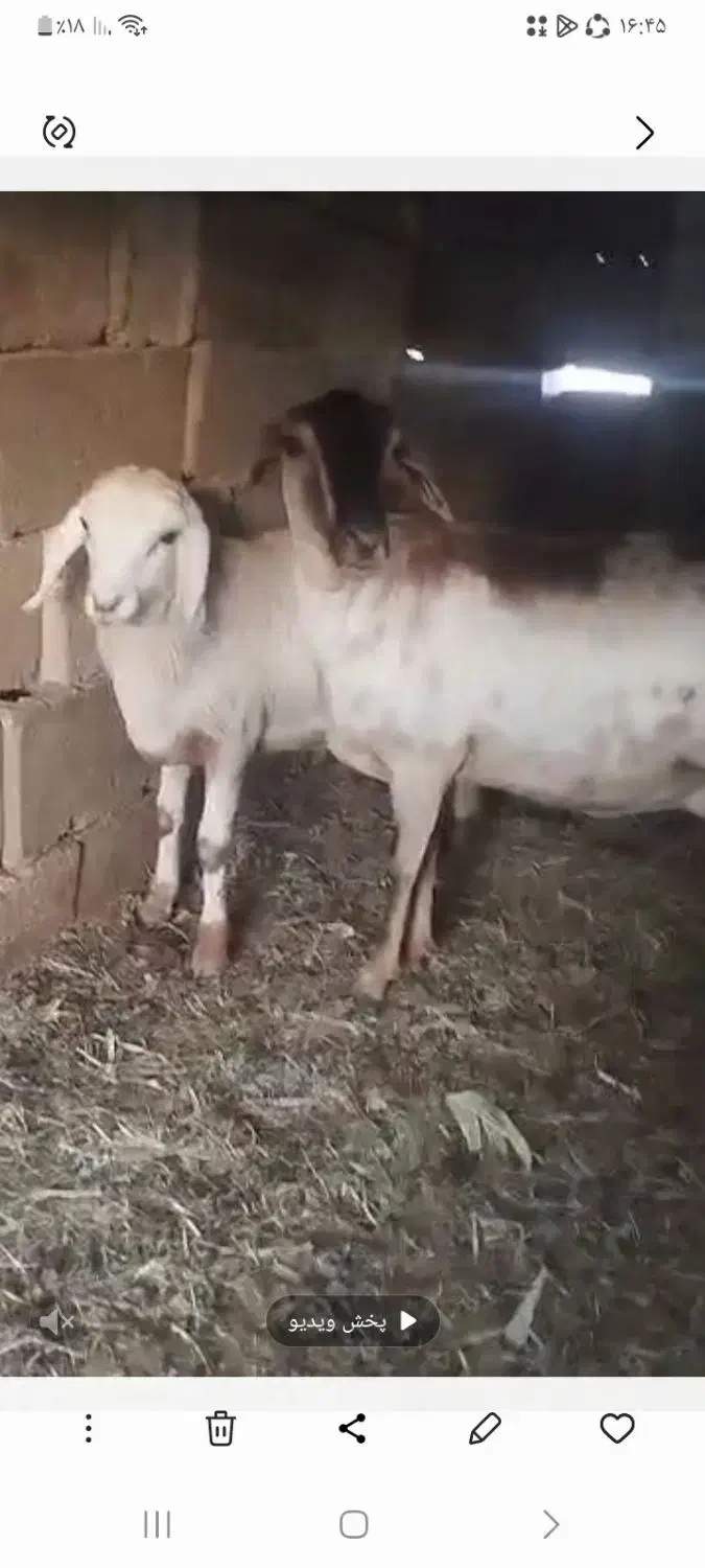 میش بره نر صومال فاریاب|حیوانات مزرعه|کهنوج, |دیوار