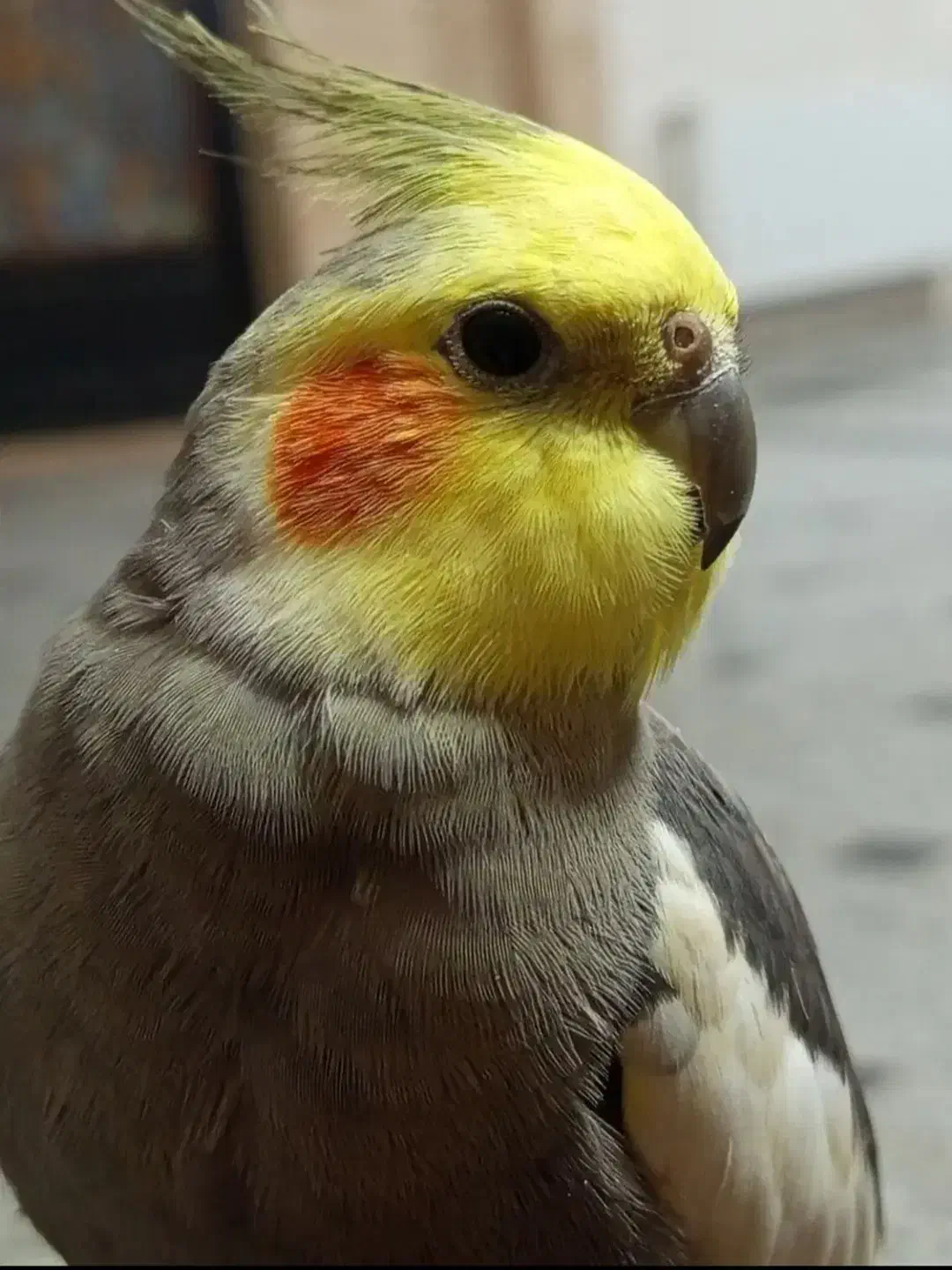 عروس هلندی سیامون بالغ ۶تا|پرنده|مشهد, شهرک لشکر (شهرک غرب)|دیوار