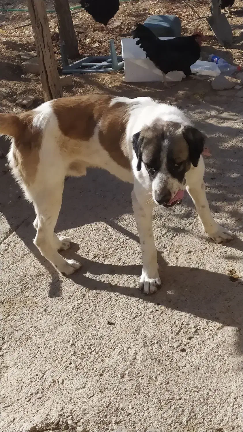 واگذاری سگ گله|سگ|صائین قلعه, |دیوار