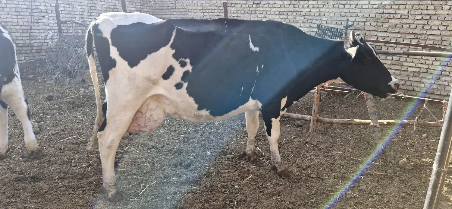 گاو شیری با گوساله|حیوانات مزرعه|تربتحیدریه, پائین ولایت|دیوار