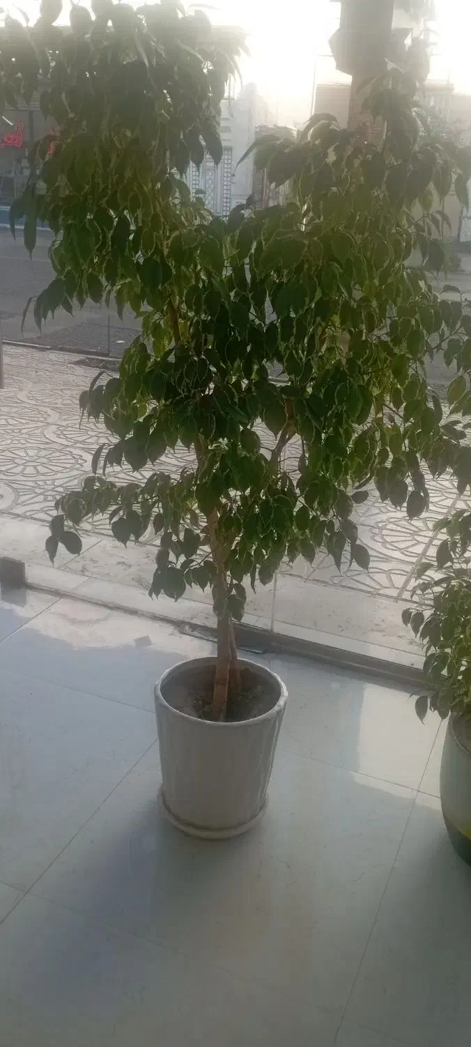 گل بنجیامین|گل و گیاه طبیعی|اشنویه, |دیوار