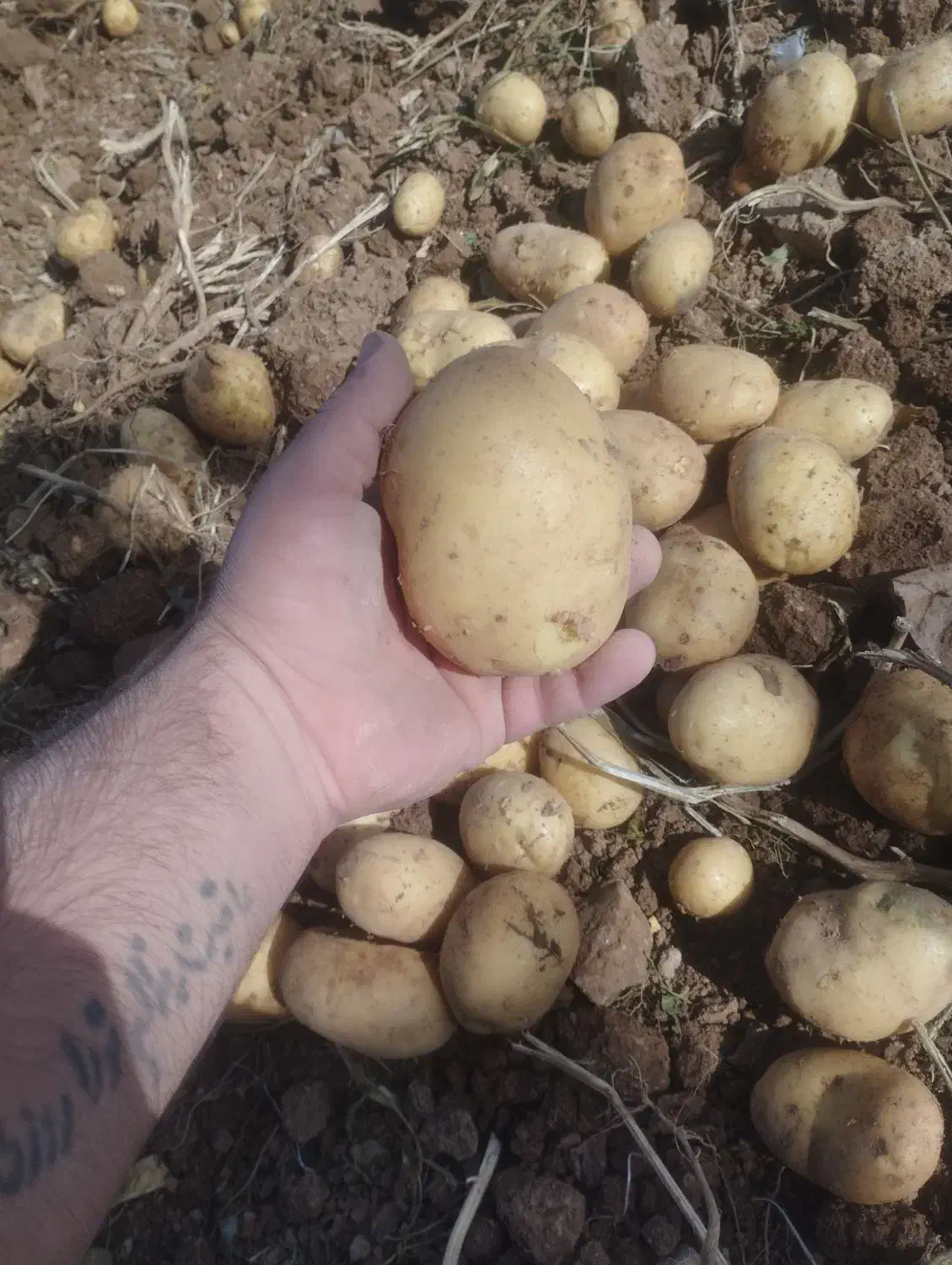 سیب بذری جلی 401وارداتی خوش قالب|خوردنی و آشامیدنی|رزن, |دیوار