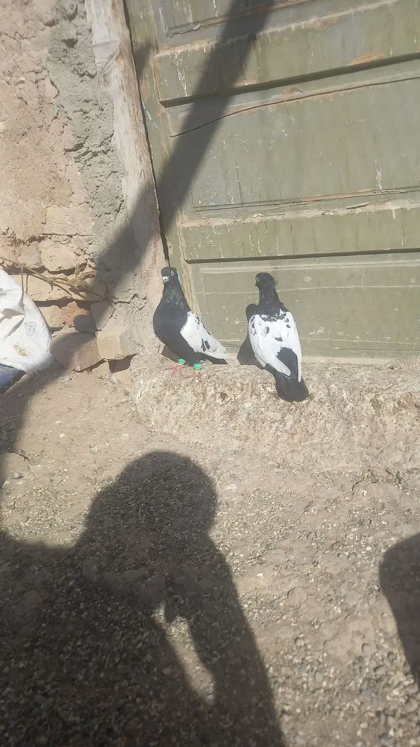 سلام کفتر فروشی|پرنده|دشتابی, |دیوار