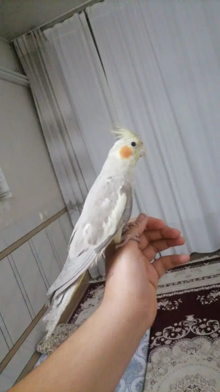 عروس هلندی نر دستی|پرنده|خمینیشهر, |دیوار