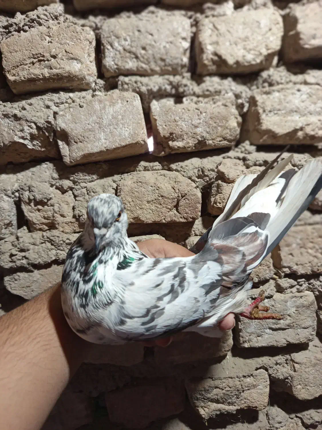 کبوتر|پرنده|فاضل آباد, |دیوار