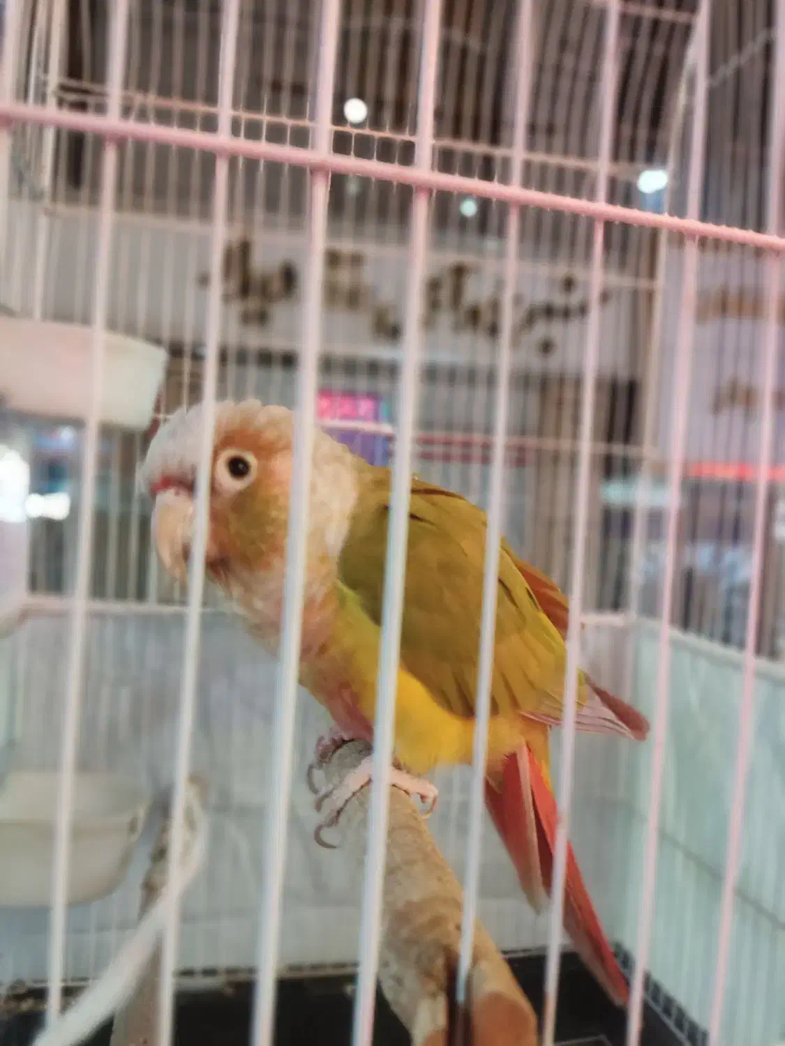 طوطی گیرینچیک مولد|پرنده|اسلامشهر, شهرک قائمیه|دیوار