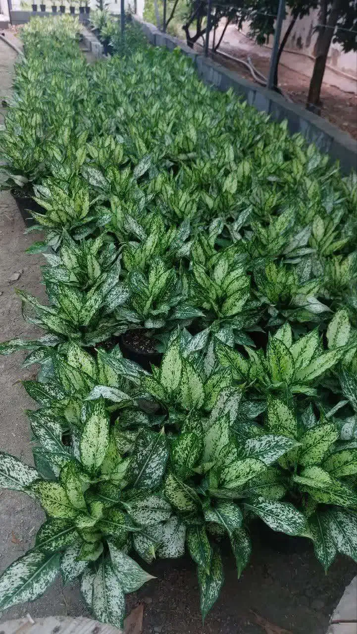 آگلونما برفی سطل7|گل و گیاه طبیعی|گتاب, |دیوار