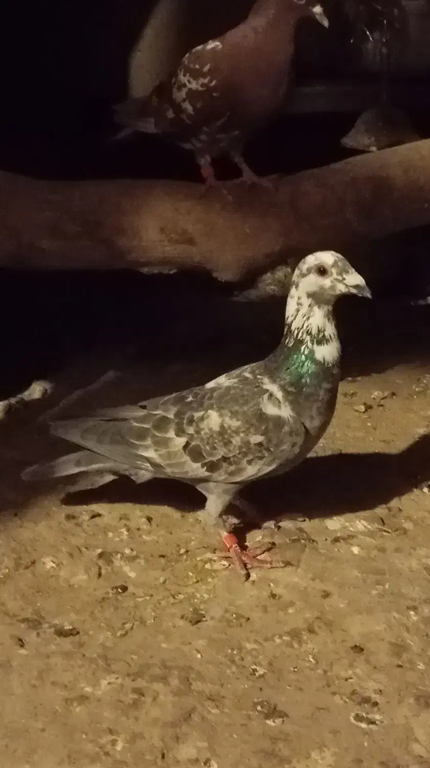 کبوتر‌|پرنده|کوه چنار, |دیوار