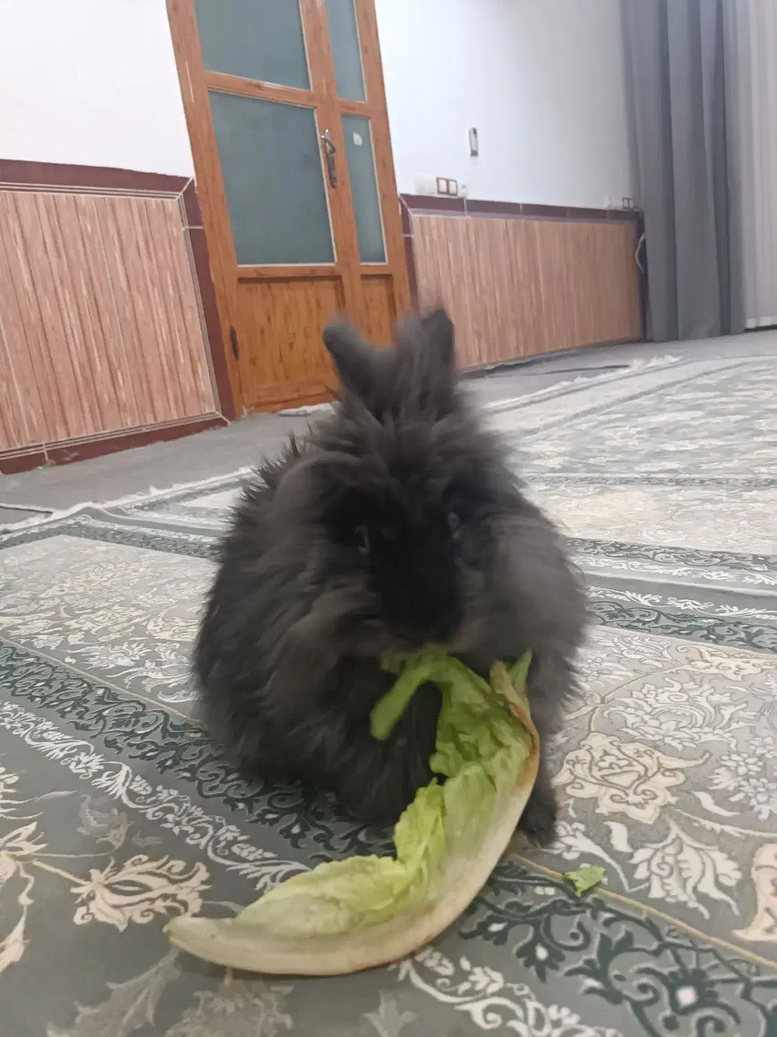 خرگوش|موش و خرگوش|جوانرود, |دیوار