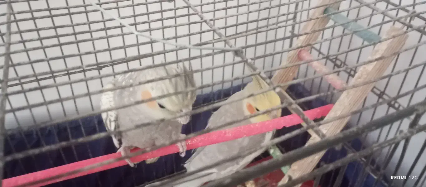 عروس هلندی و مرغ عشق|پرنده|مشهد, حجت|دیوار