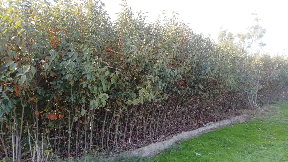 فروش نهال خرمالو|خدمات باغبانی و درختکاری|نوکنده, |دیوار