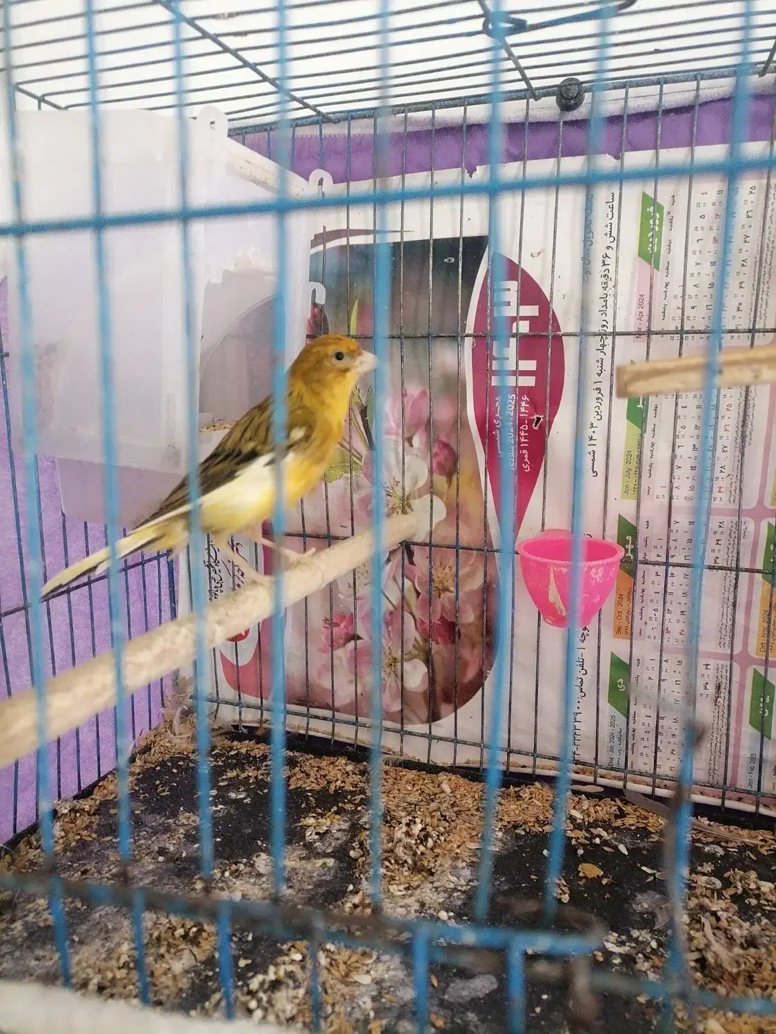 یک عدد قناری نر بخون|پرنده|زرند, |دیوار