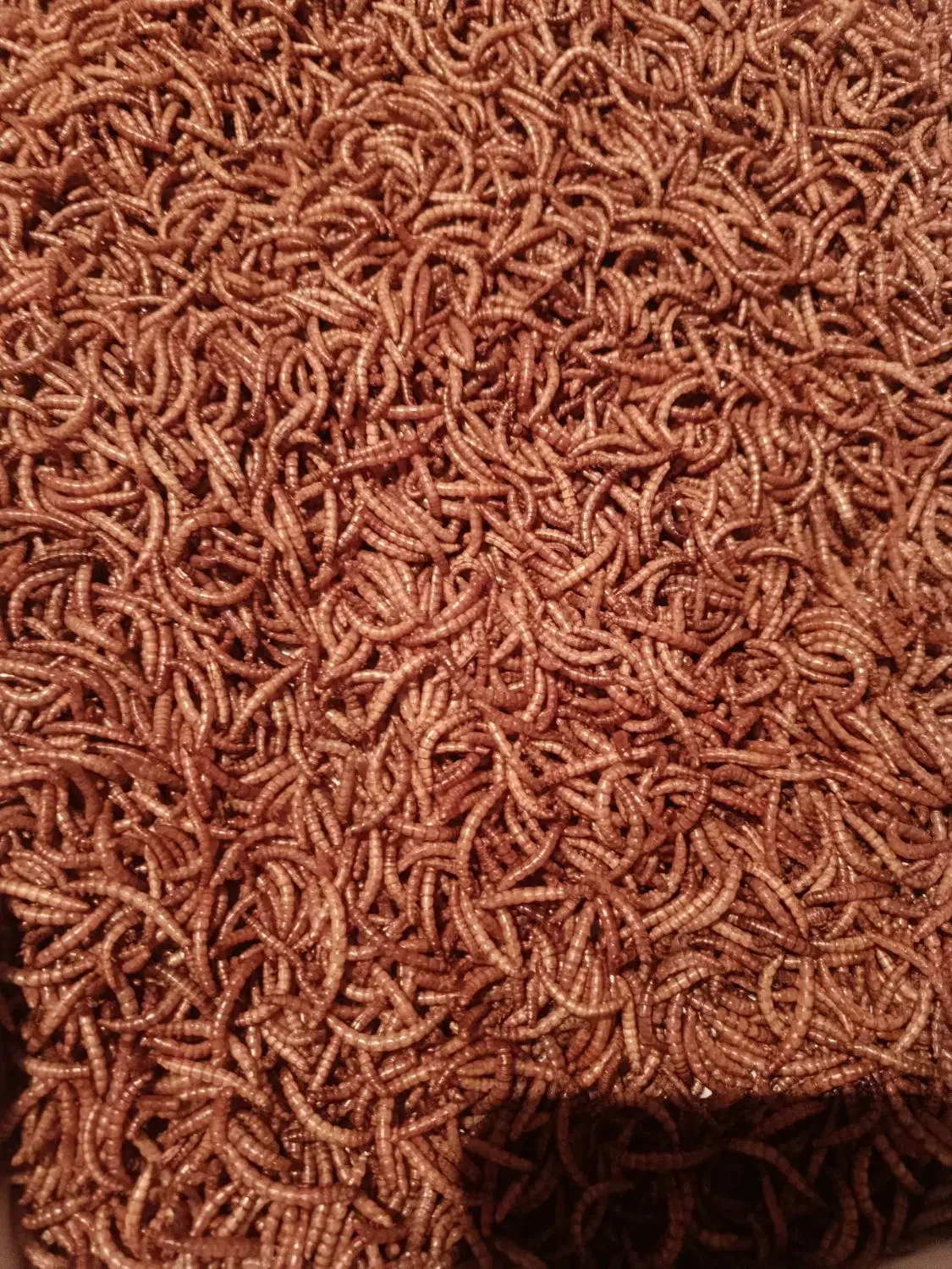 کرم میلورم خشک|خزنده|همدان, |دیوار