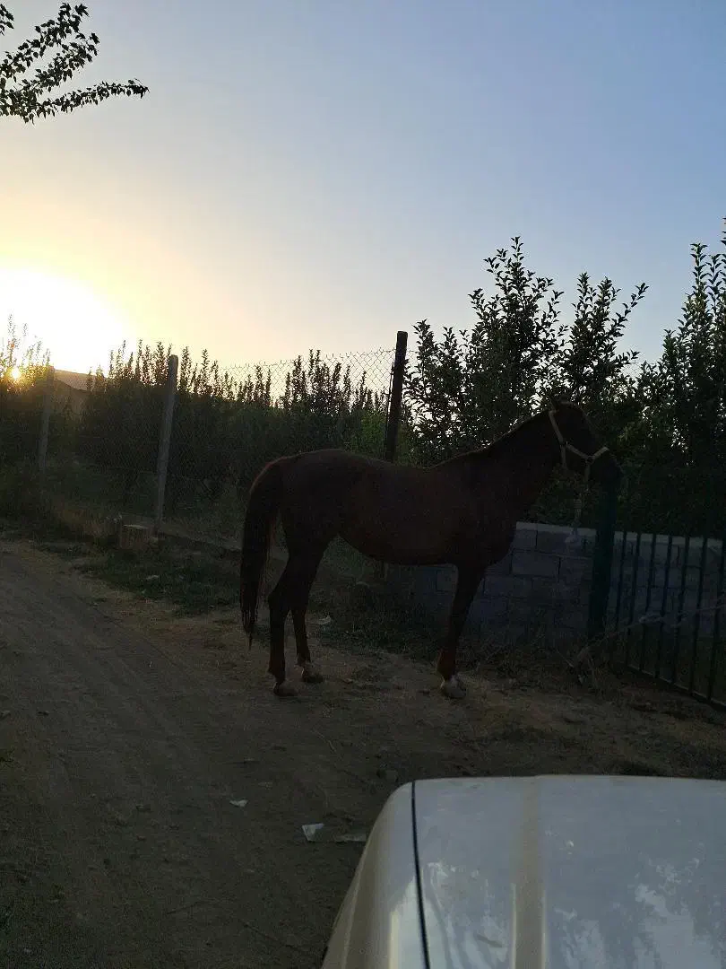 اسب|اسب و تجهیزات اسب‌سواری|سلماس, |دیوار