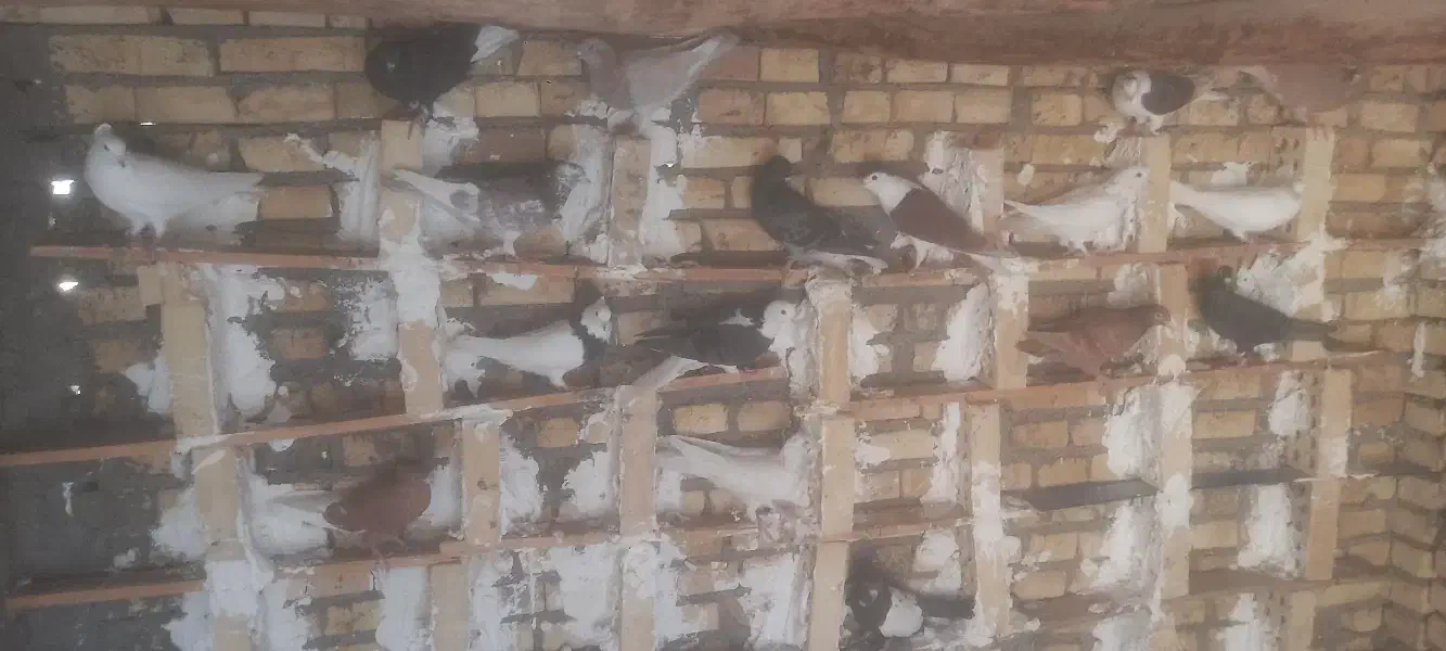 کبوتر رنگی و دورگ ۱۰ ماده ۱۸ نر|پرنده|کارون, |دیوار