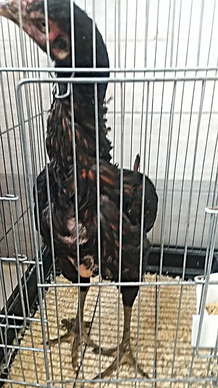 مرغ لاری|پرنده|تهران, کیانشهر|دیوار