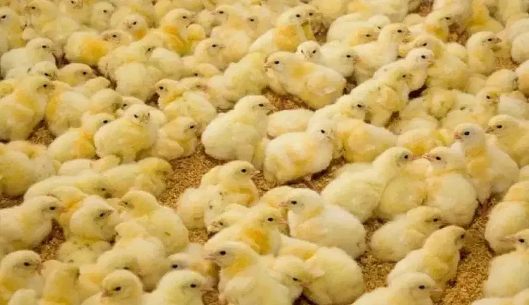 مرغداری ۷۰ هزارتایی گوشتی|فروش دفتر صنعتی، کشاورزی، تجاری|دشتابی, |دیوار