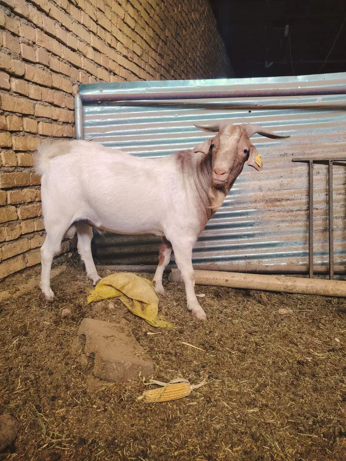 نر بز  بوئر|حیوانات مزرعه|چادگان, |دیوار