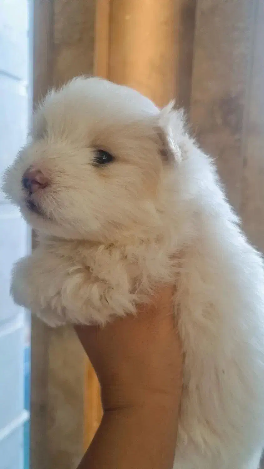 سگ تریر عروسکی|سگ|دزفول, |دیوار