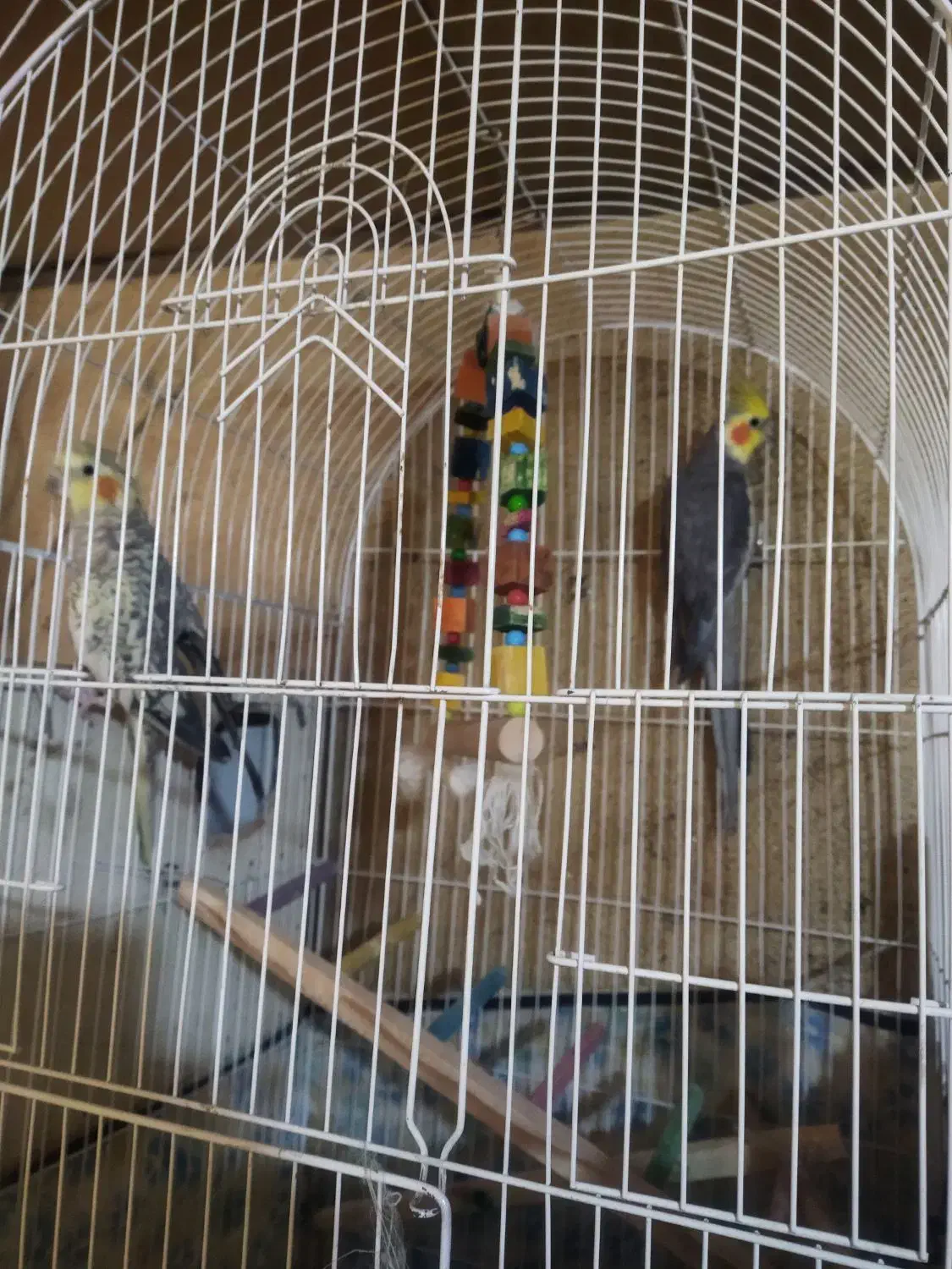 ۳ عدد عروس هلندی بالغ|پرنده|قزوین, |دیوار