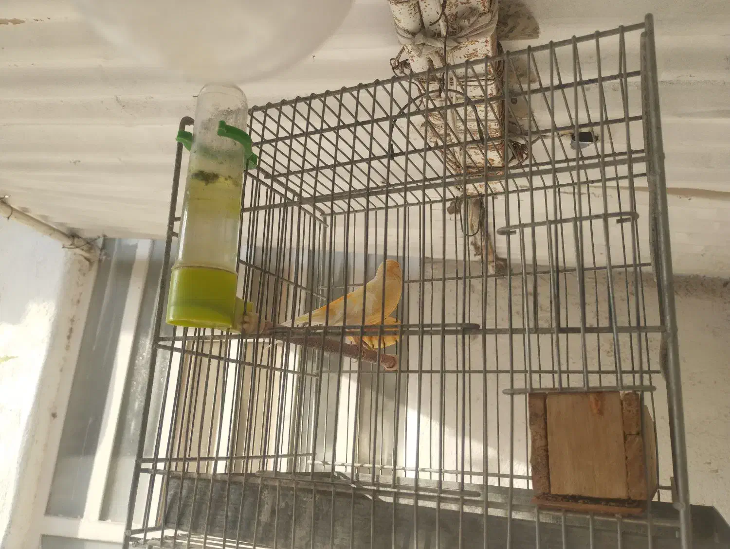 قناری نر|پرنده|کوه چنار, |دیوار