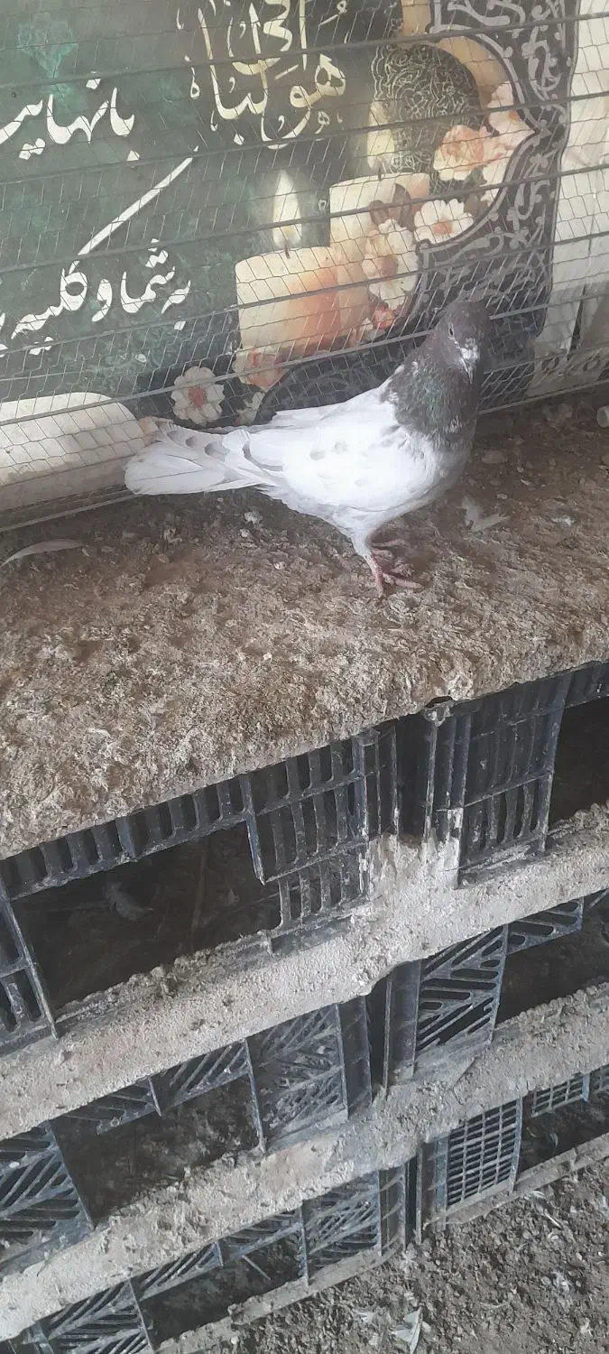 ۳ تا باشی قرمز|پرنده|پارسآباد, |دیوار