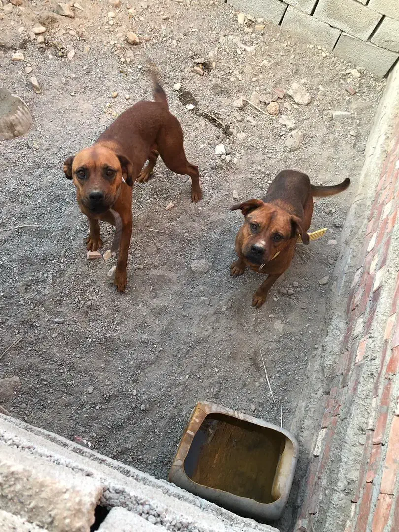 واگذاری پیت بول|سگ|عنبرآباد, |دیوار