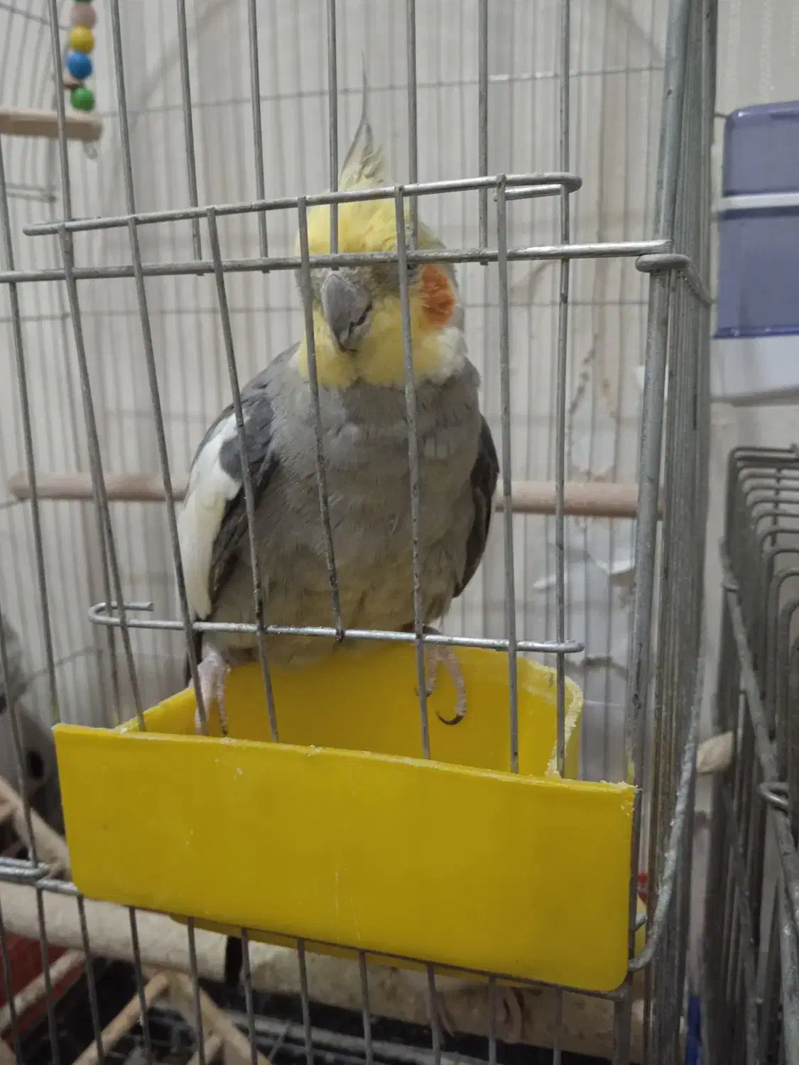 یک جفت عروس هلندی|پرنده|پاکدشت, پارچین|دیوار