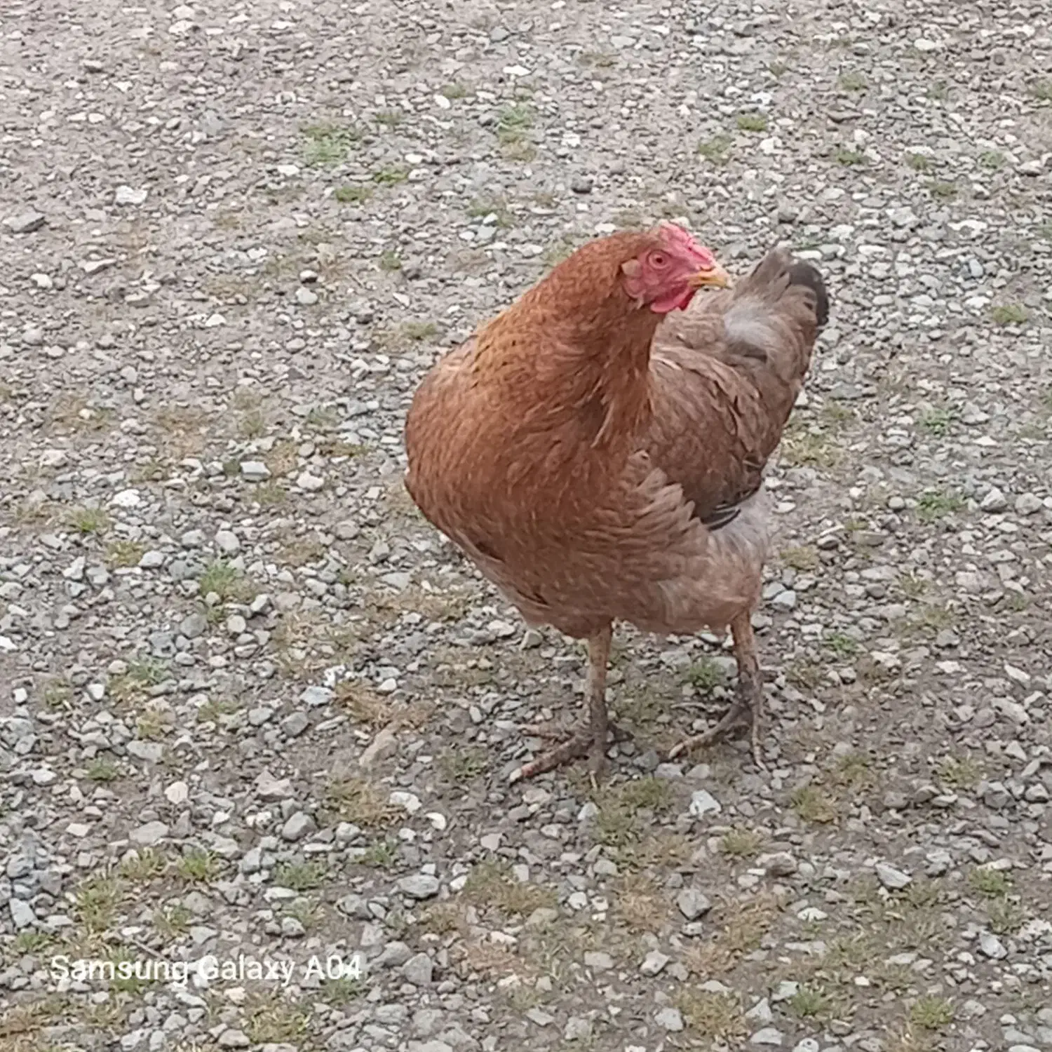 مرغ|حیوانات مزرعه|لیسار, |دیوار