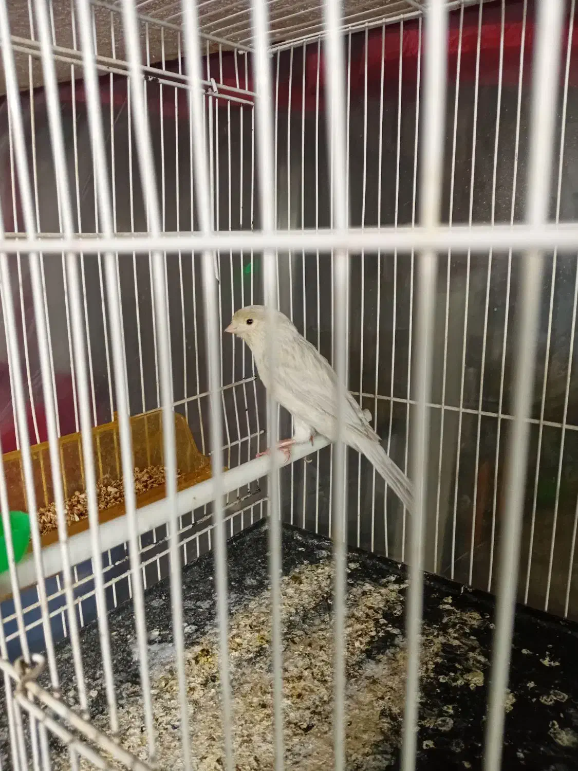 قناری ماده سیلور نقره ای اماده اماده|پرنده|تربت‌حیدریه, باغ سلطانی|دیوار