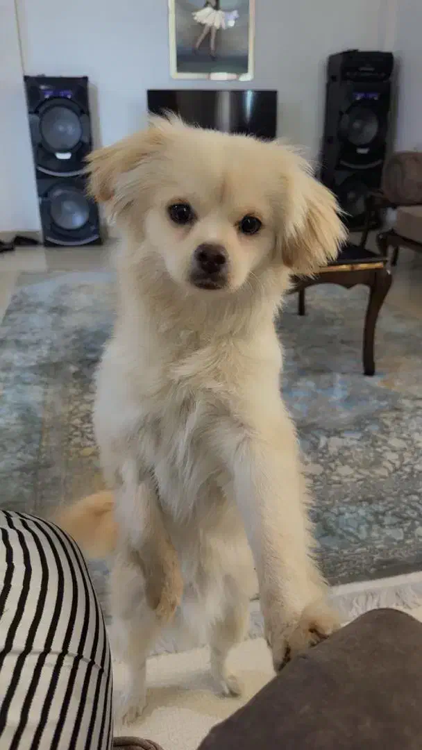 سگ کوچولو شیطون|سگ|خرم‌آباد, |دیوار