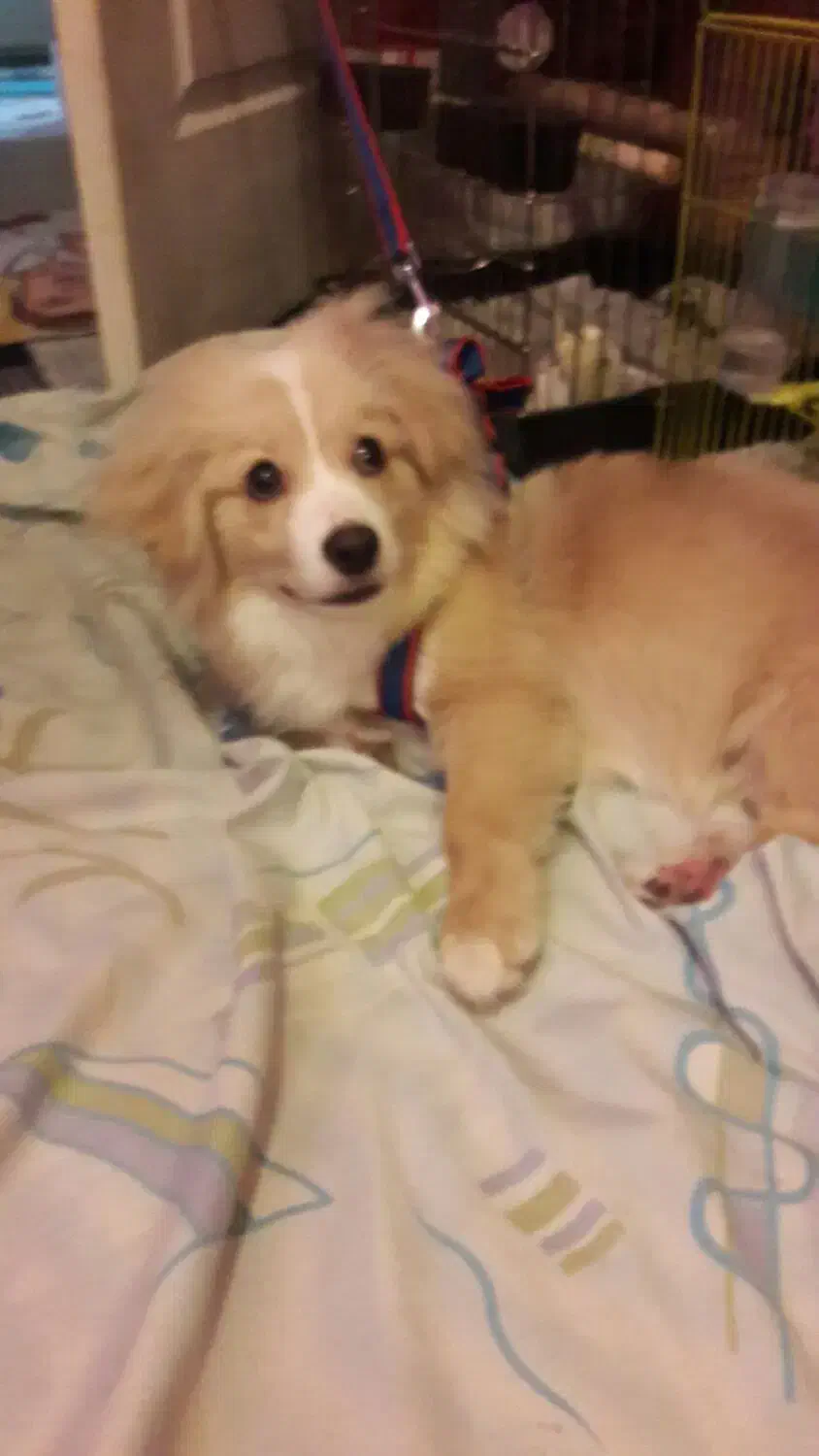 سگ نرباهوش اشپیتز|سگ|پرند, فاز ۵|دیوار