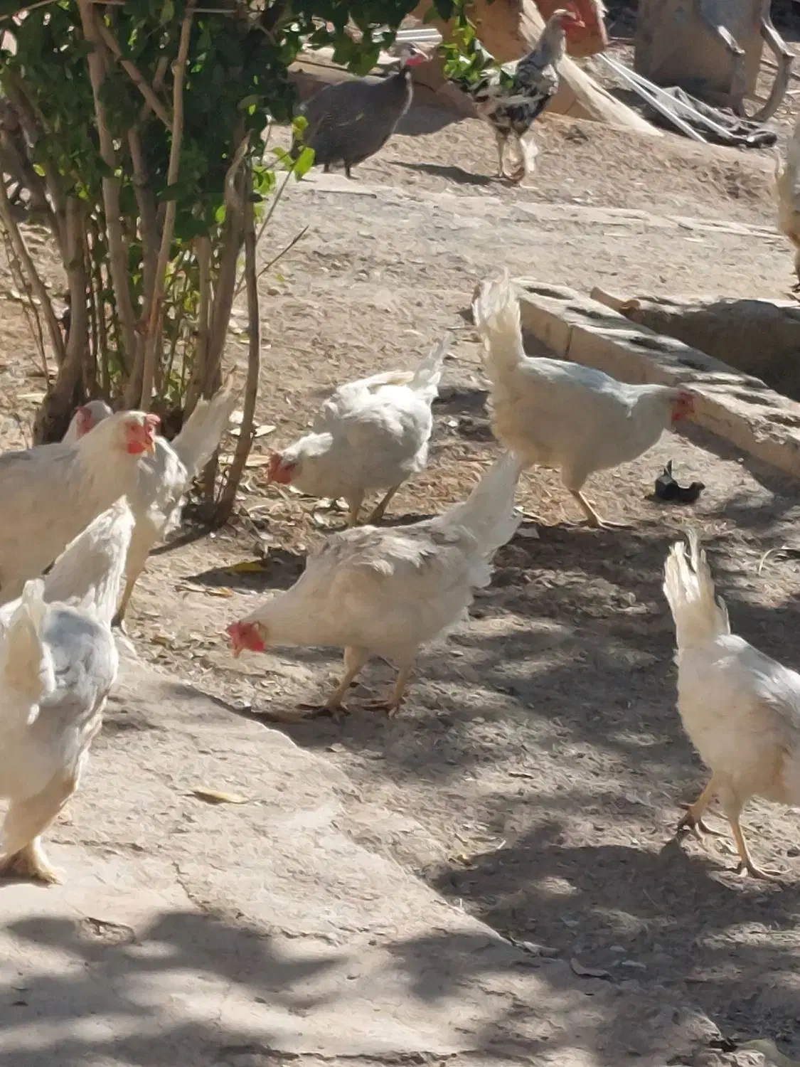 مرغ سفید|حیوانات مزرعه|بن, |دیوار