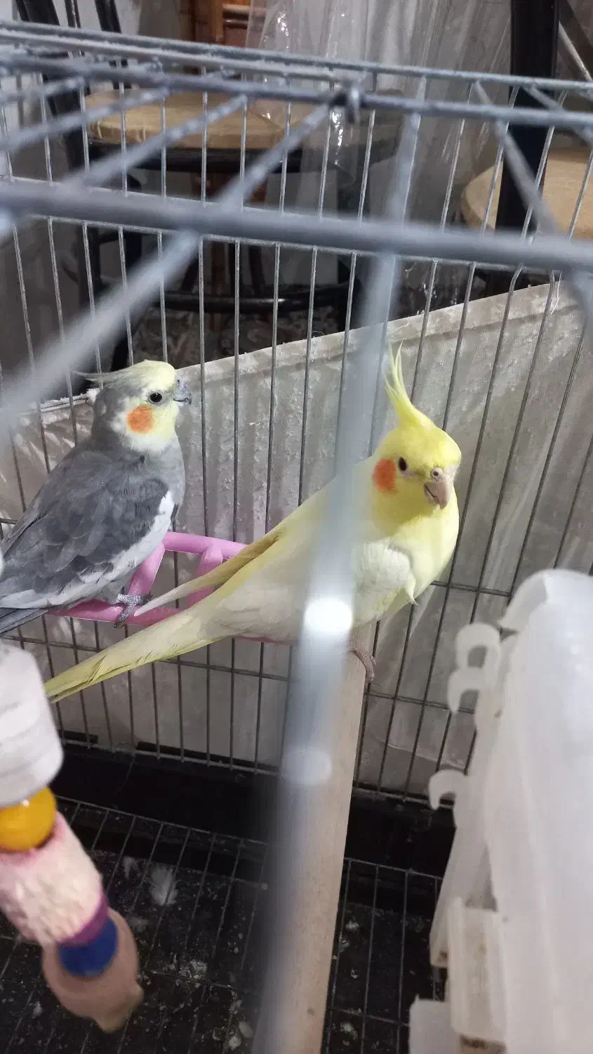 فروش عروس هلندی|پرنده|پاکدشت, پارچین|دیوار