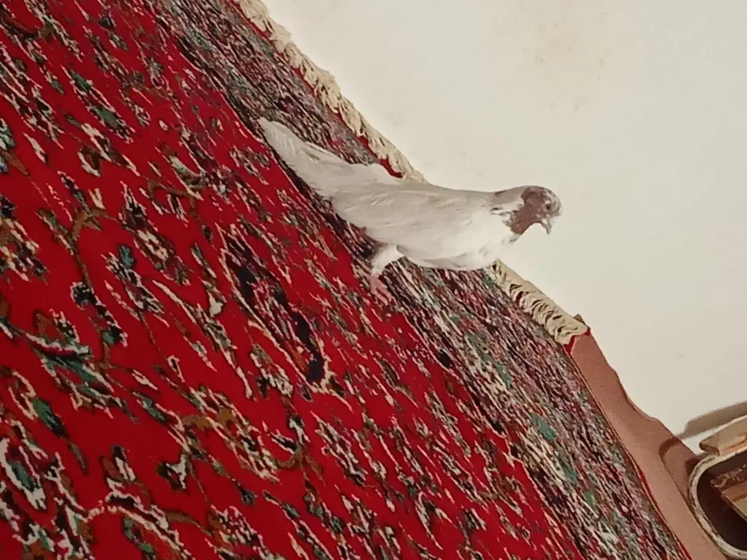 کبوتر ماده|پرنده|رزن, |دیوار