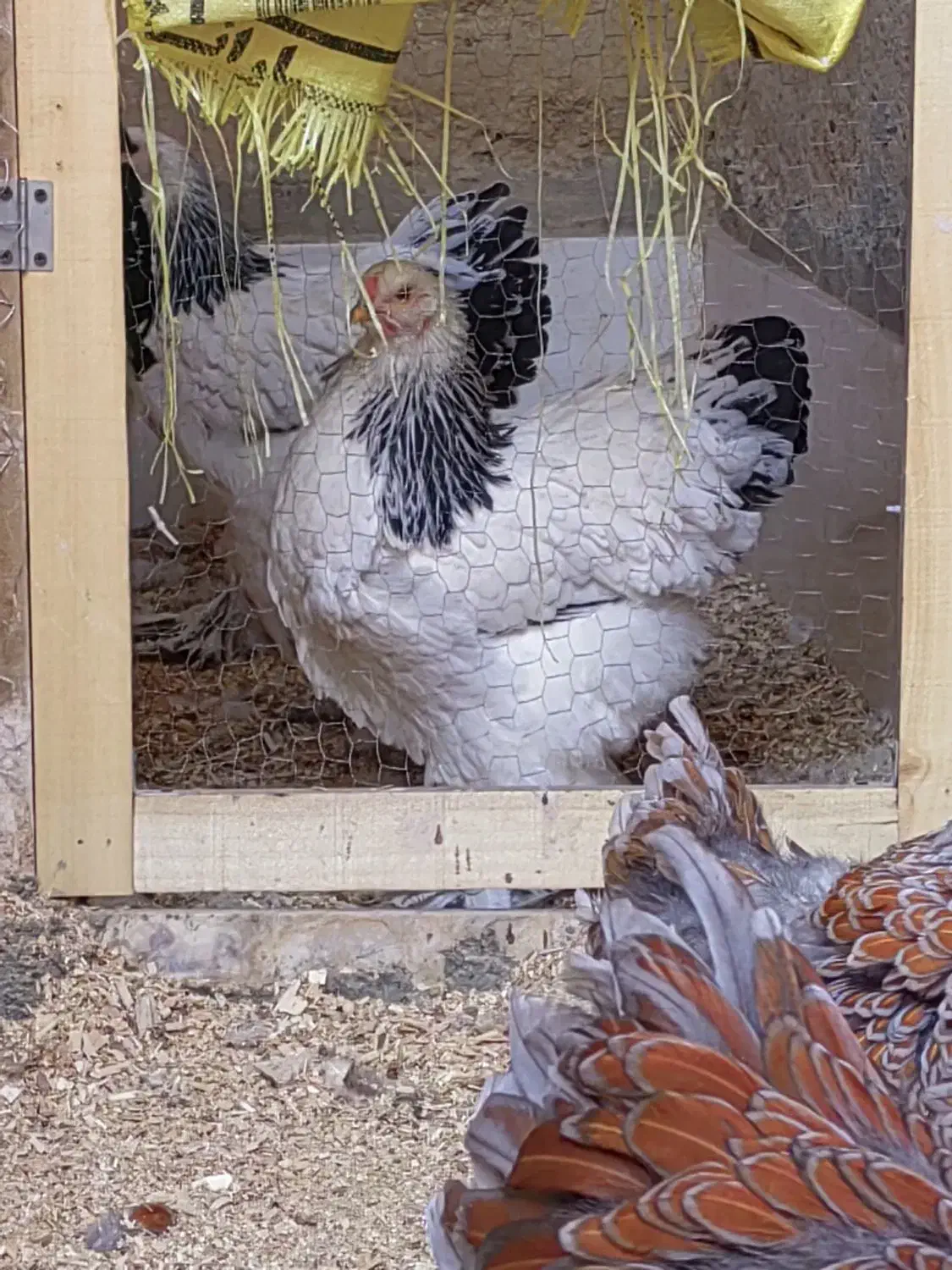 فروش ست مرغ و خروس برهما لایت تخمگذار|حیوانات مزرعه|شهرضا, |دیوار