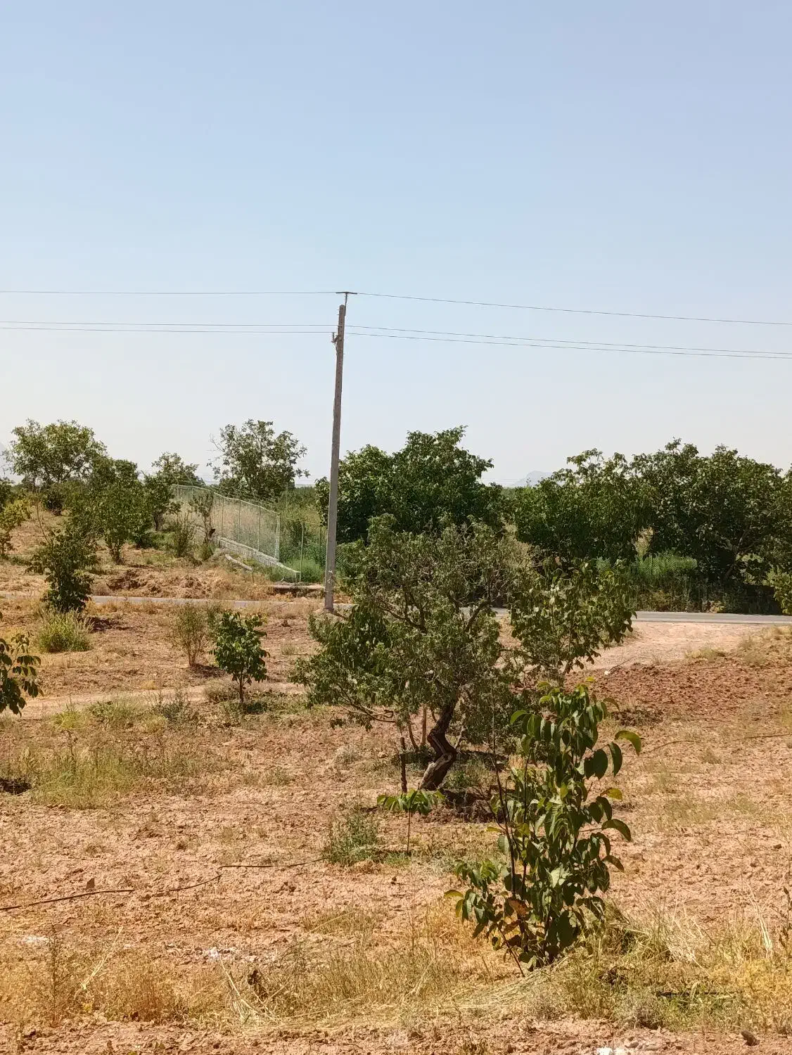 باغ زراعی قیمت مناسب|فروش دفتر صنعتی، کشاورزی، تجاری|سامان, |دیوار