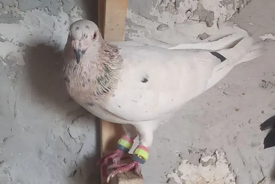 ۲عدد پلاکی نر|پرنده|اهرم, |دیوار